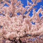 2017　桜開花予報